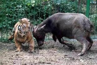 老虎和水牛打架视频,一场震撼的自然力量对决
