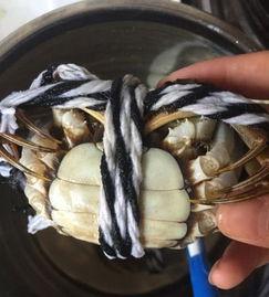 如何绑螃蟹视频,螃蟹绑扎技巧,跟随视频教程,告别手忙脚乱