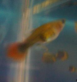 小鱼下崽视频,小鱼育儿奇观大揭秘