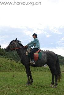 配马视频视频播放,跟随配马视频，领略骑乘艺术之美